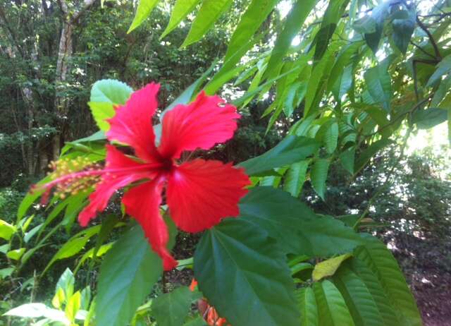 Hibiscus Flower
