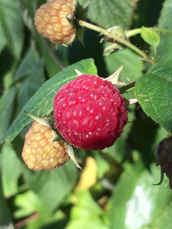 Red Raspberry Leaf Tea - Katolen Yardley